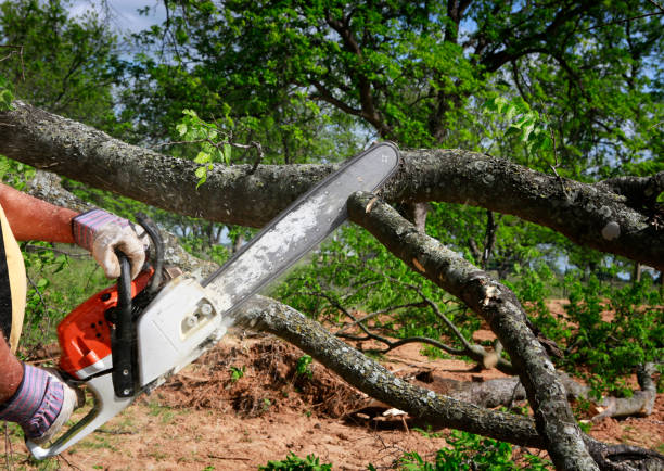 How Our Tree Care Process Works  in  Tappan, NY